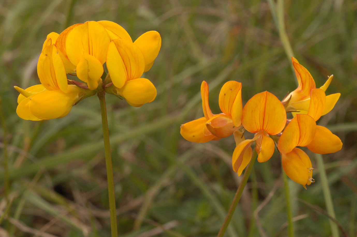 Lotus corniculatus (rights holder: )