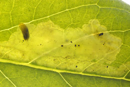 Image of <i>Aulagromyza similis</i>