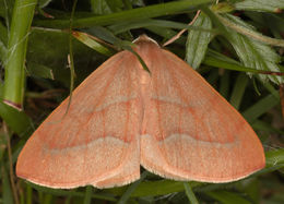 Image of barred red