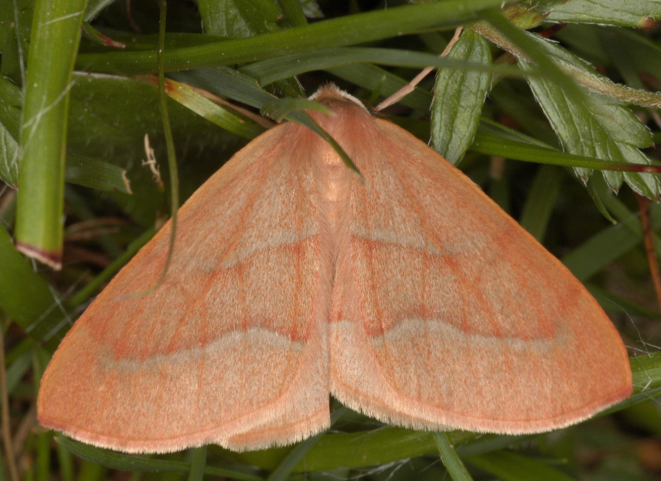 Image of barred red