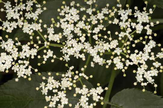 Image of black elderberry