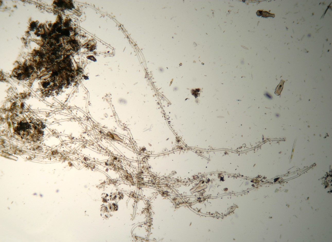 Image of <i>Didymosphenia geminata</i>