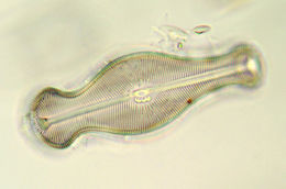 Image of <i>Didymosphenia geminata</i>