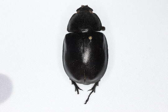 Image of Rhinoceros Beetles