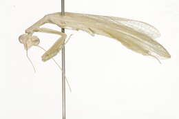 Image of Nanomantidae