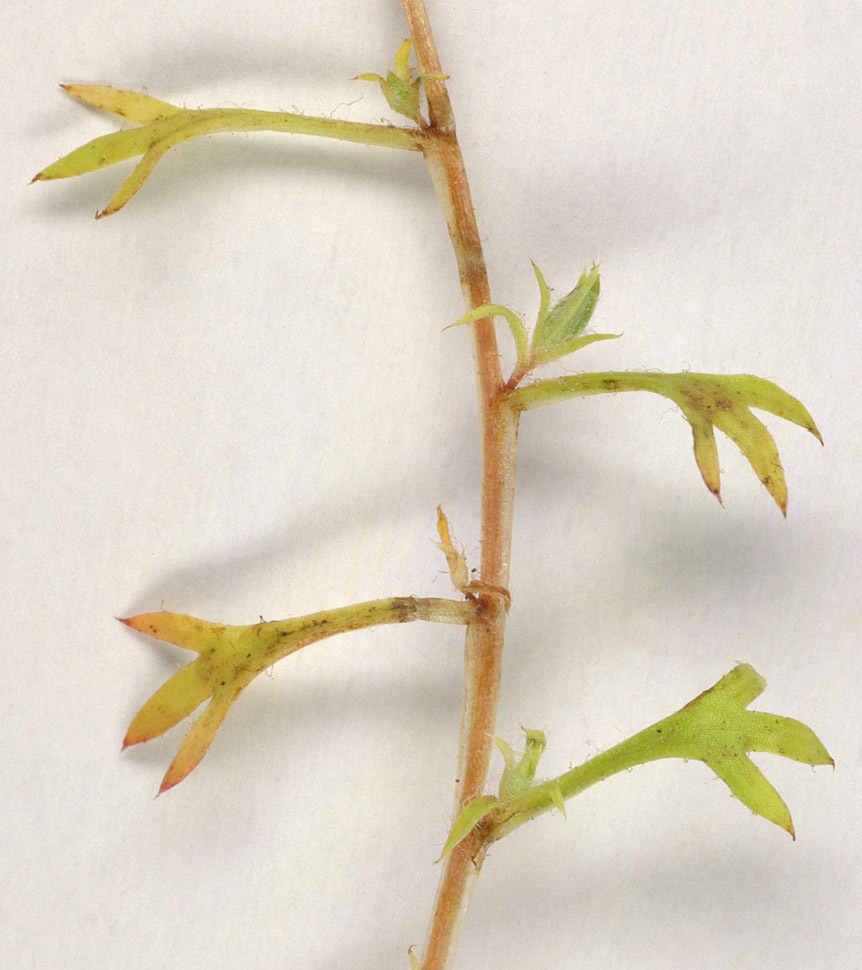 Saxifraga hypnoides (rights holder: )