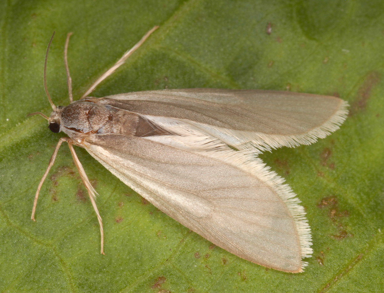 Image of Water Veneer Moth