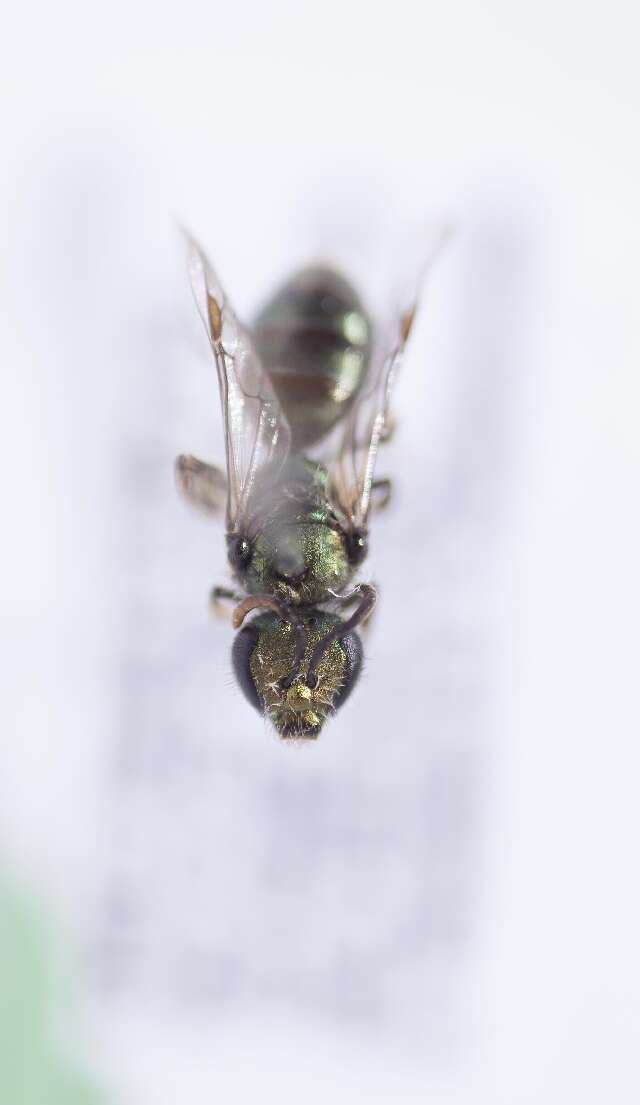 Image of Caenohalictus Cameron 1903