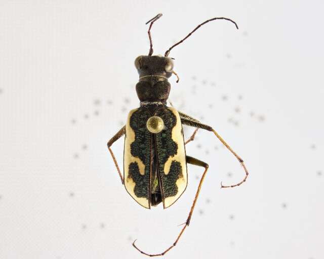 Image of Neocicindela