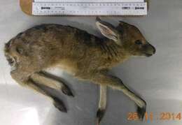 Image of duiker