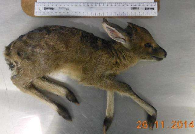 Image of duiker