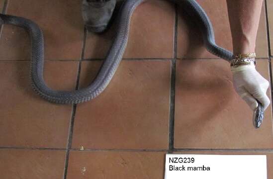 Image of elapid snakes