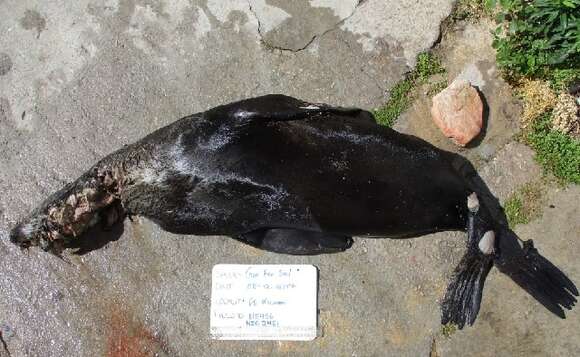 Image of fur seal