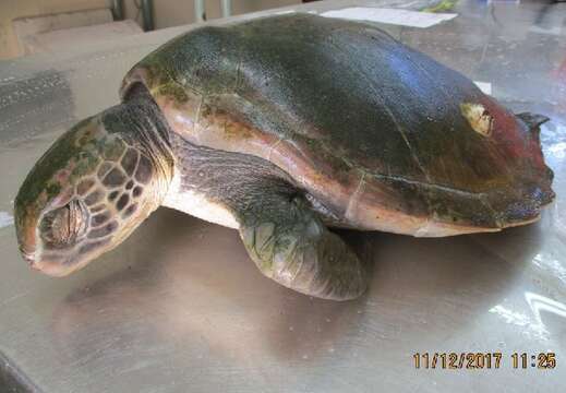 Image of sea turtles