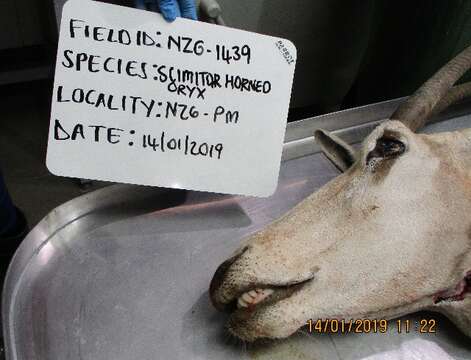 Image of antelopes, cattle, gazelles, goats, sheep, and relatives