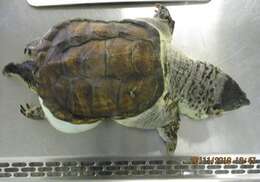 Image of snapping turtles and big-headed turtles