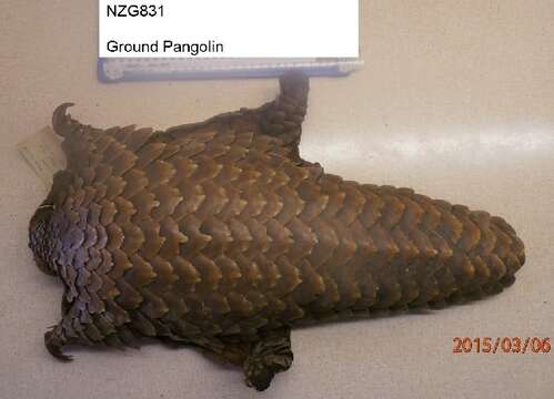 Image of pangolins