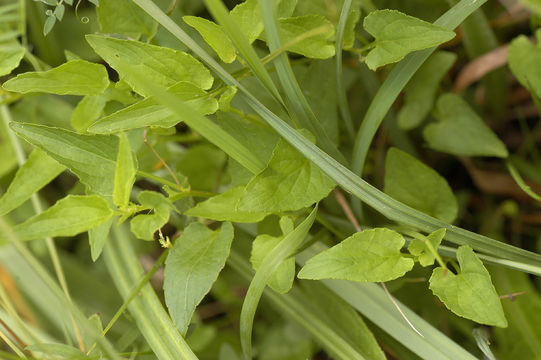 Image of <i>Viola persicifolia</i> Schreb.