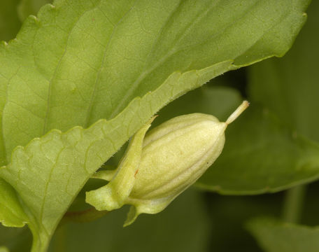 Image of <i>Viola persicifolia</i> Schreb.