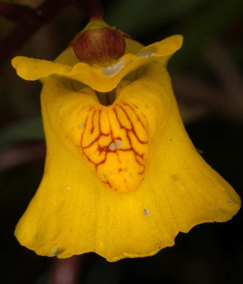 Utricularia vulgaris (rights holder: )