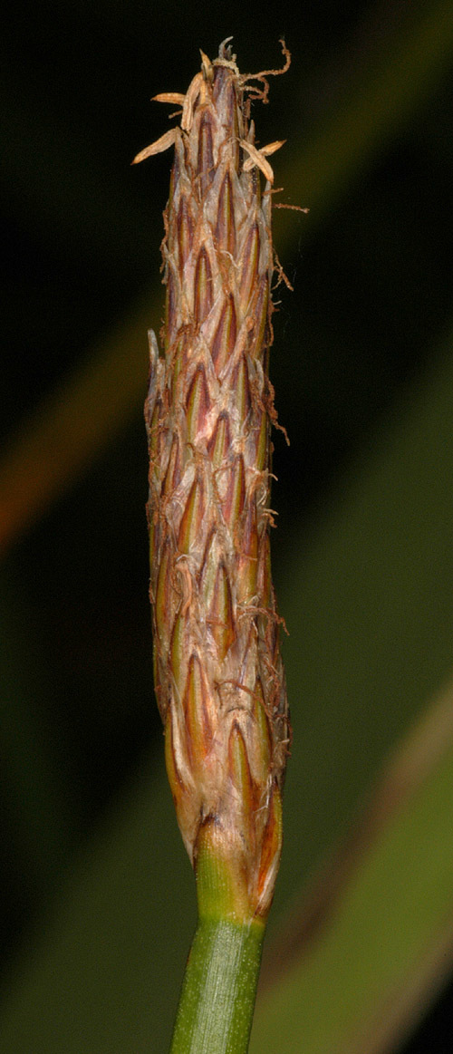 Image of <i>Eleocharis <i>palustris</i></i> ssp. palustris