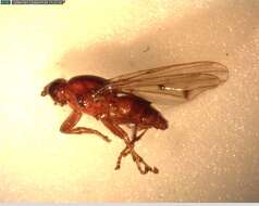 Image of seabeach flies