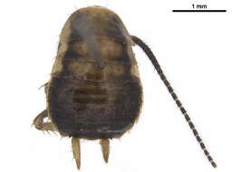 Image of Melanozosteria