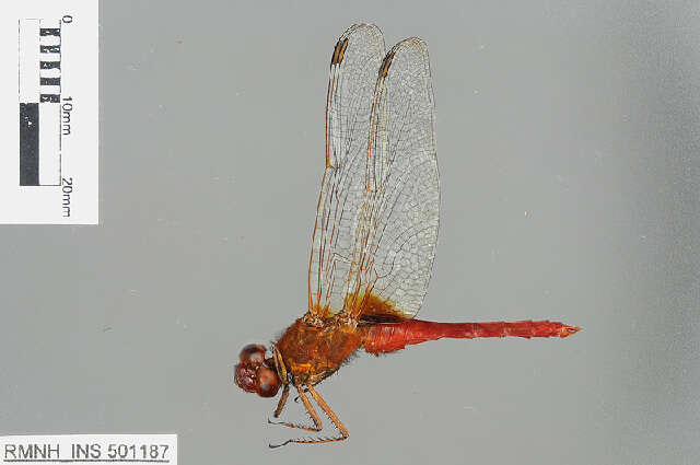 Imagem de Rhodothemis Ris 1909