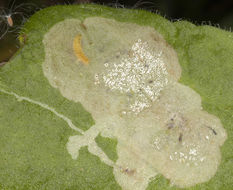 Image of <i>Amauromyza flavifrons</i> (Meigen 1830)