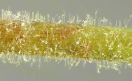 Image of Podosphaera euphorbiae (Castagne) U. Braun & S. Takam. 2000