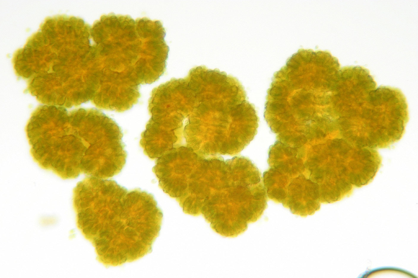 Image of Botryococcus braunii