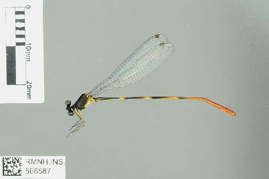 Image of Idiocnemidinae