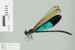 Image of Euphaea Selys 1840