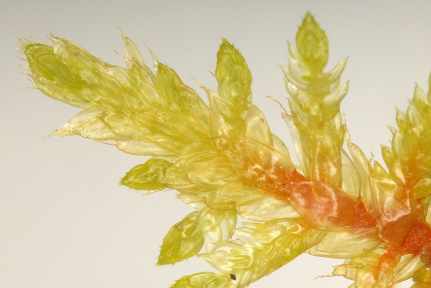 Image of splendid feather moss