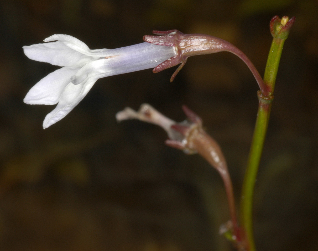 Lobelia dortmanna (rights holder: )