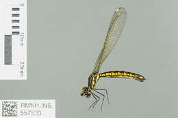 Image of jewel damselfly