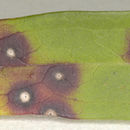 Image of <i>Septoria scabiosicola</i> Desm. 1853
