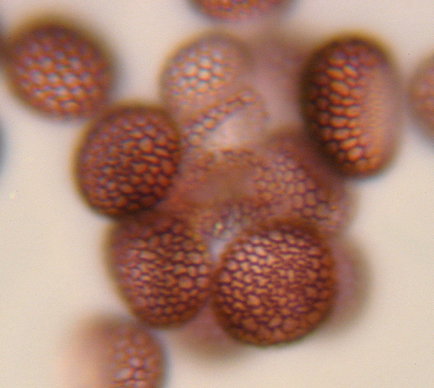 Image of Microbotryum tragopogonis-pratensis (Pers.) R. Bauer & Oberw. 1997