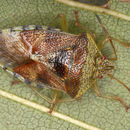 Image of shield bugs