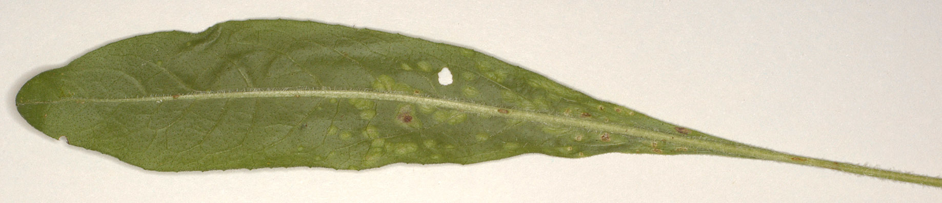 Image of <i>Albugo <i>tragopogonis</i></i> var. tragopogonis