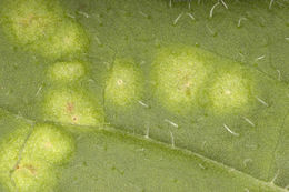 Image of <i>Albugo <i>tragopogonis</i></i> var. tragopogonis