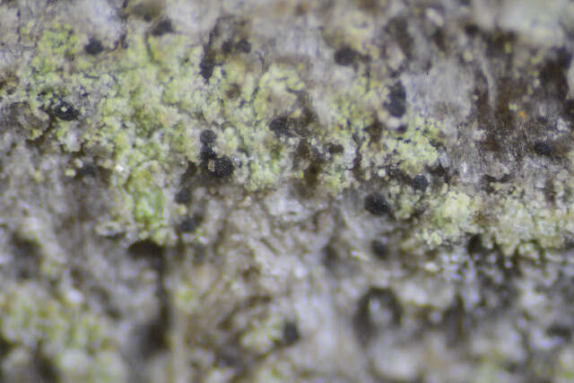 Image of dot lichen