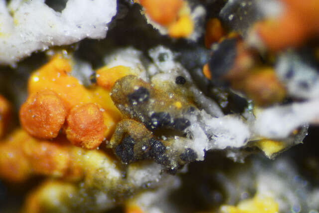 Image of dot lichen