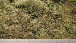 Image of dotted lichen