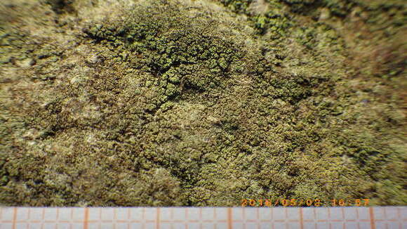 Image of dotted lichen