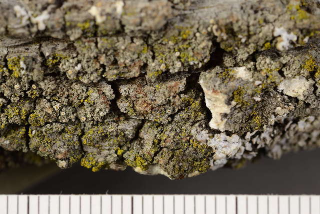 Image of Firedot lichens