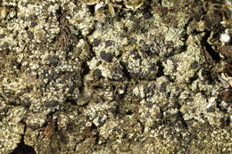 Image of Dot lichens
