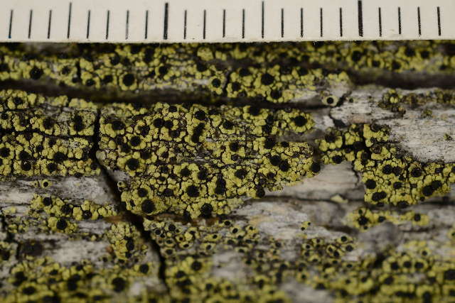 Image of spike lichen