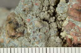 Image of Rim-lichens;   Lecania lichens