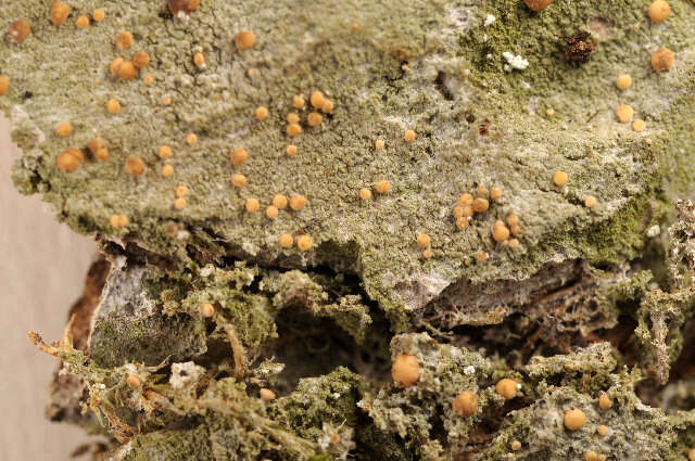 Image of Dot lichens